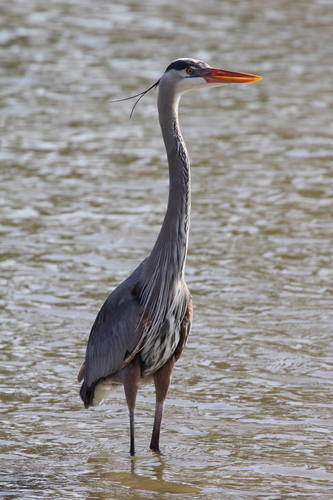 Garzón Cenizo (Ardea herodias)
