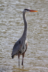 Great Blue Heron photo 4