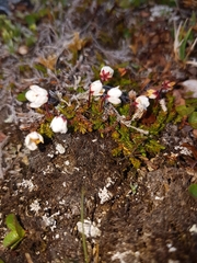 Harrimanella hypnoides