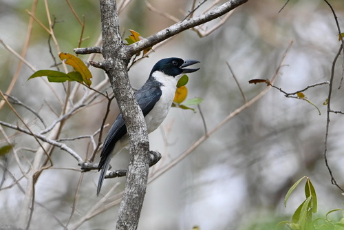 Van Dam's Vanga (Xenopirostris damii), photo 2