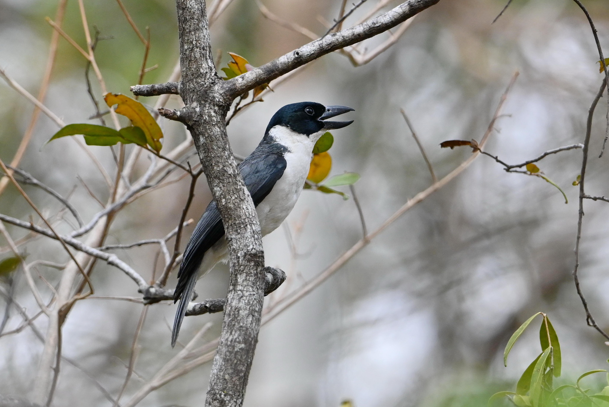 Van Dam's Vanga (Xenopirostris damii), photo 2