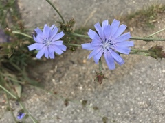 Cichorium intybus