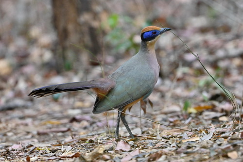 Red-capped Coua (Coua ruficeps), photo 4