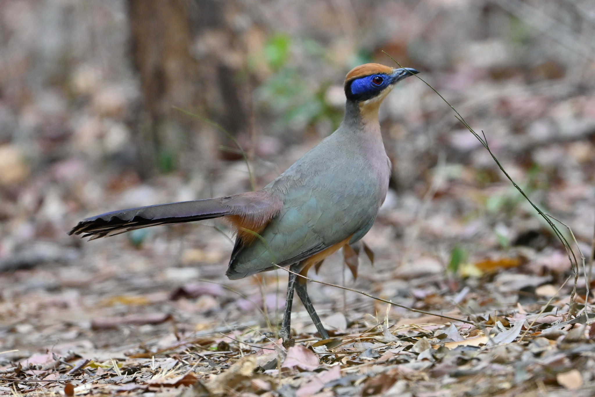 Red-capped Coua (Coua ruficeps), photo 7