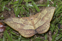 Dalima