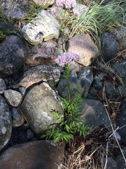 Valeriana officinalis sambucifolia