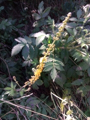 Agrimonia eupatoria