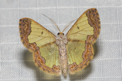 Zamarada denticulata