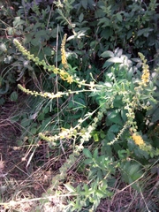Agrimonia eupatoria
