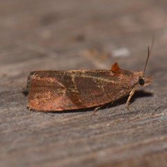 Evora hemidesma
