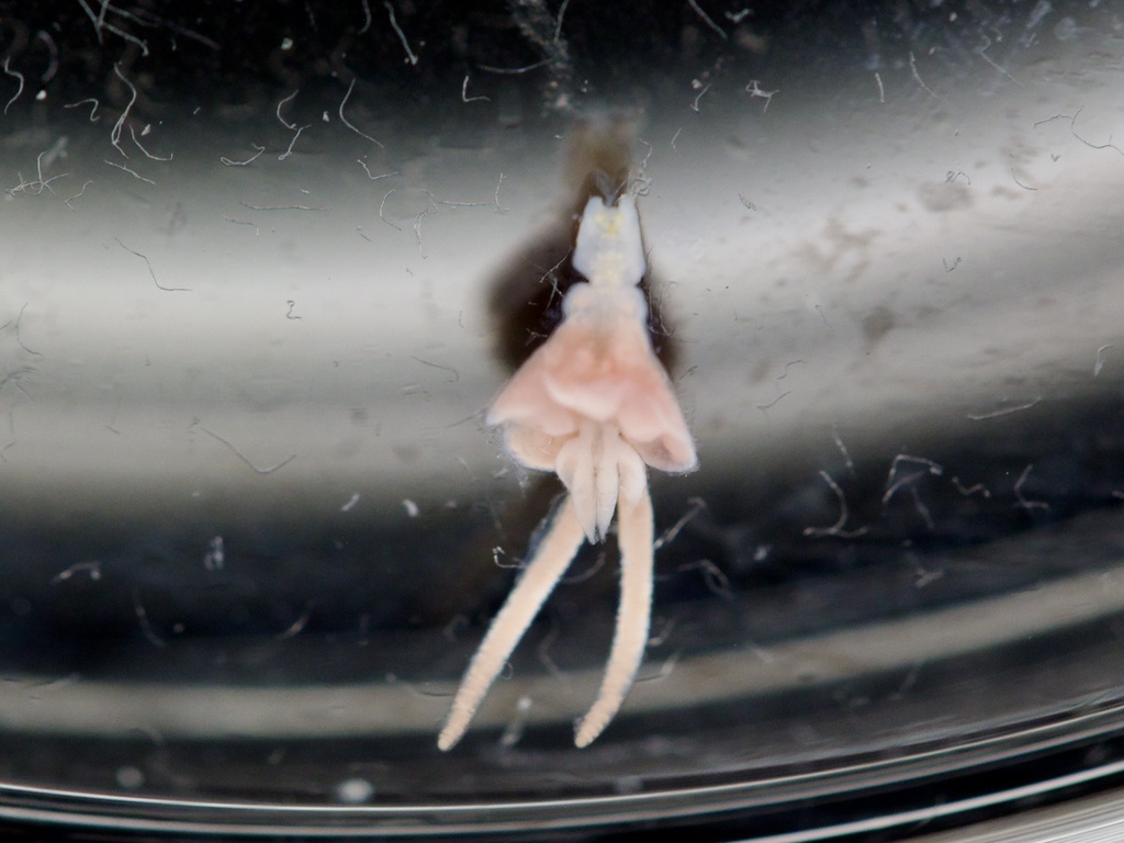 Lernanthropinus