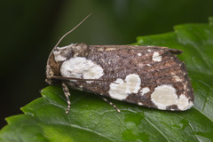 Mudaria