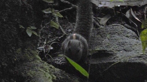 Layard's Palm Squirrel