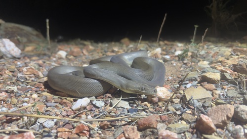 Olive Python sighting