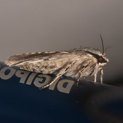 Acronicta lobeliae