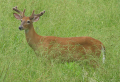 White-Tailed Deer photo 5