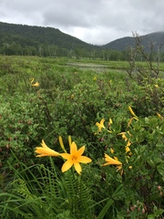 Hemerocallis dumortieri