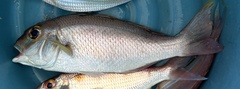 Lattice Monocle Bream photo 5