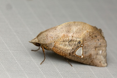 Pterogonia cardinalis