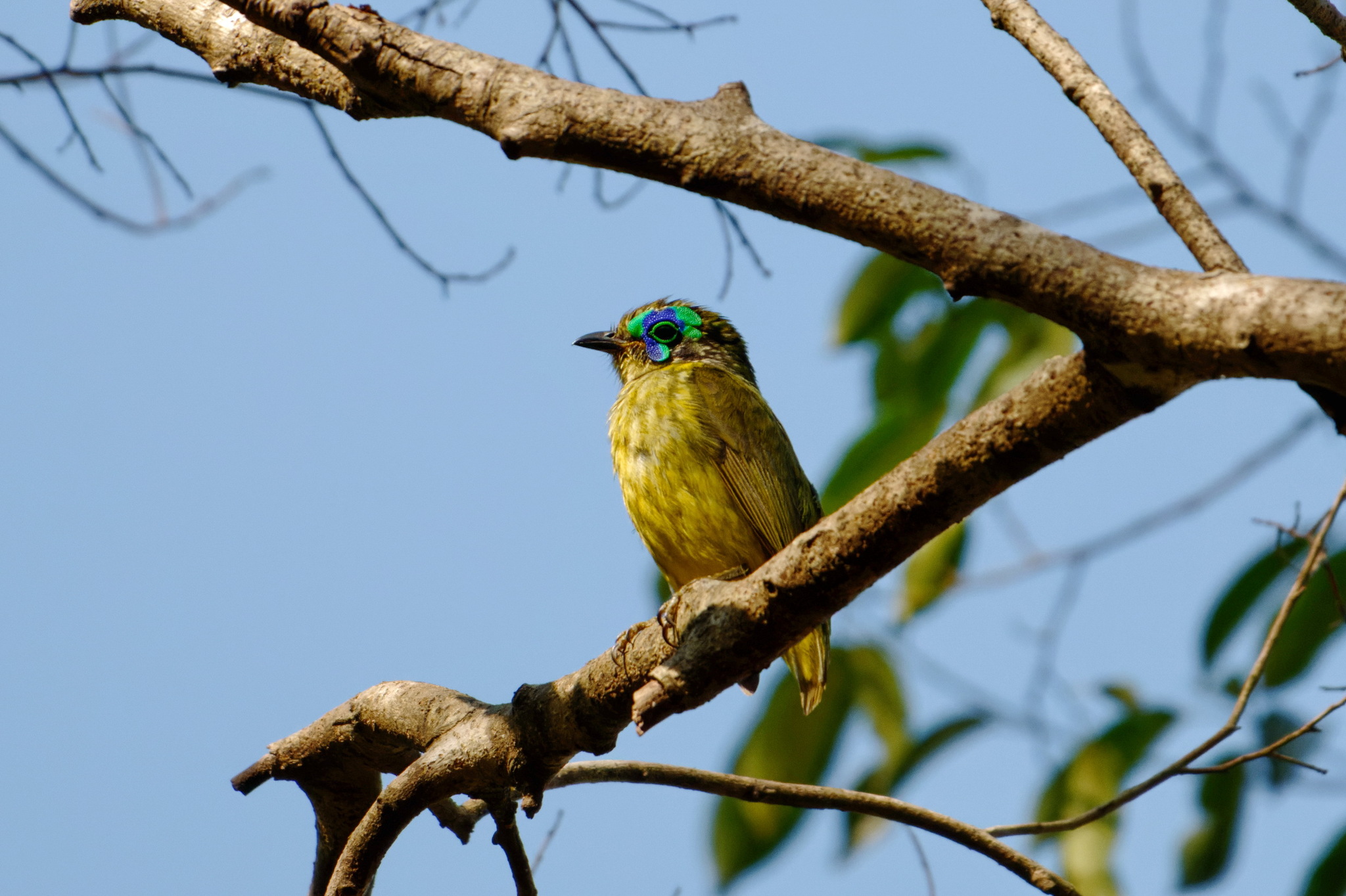 Schlegel's Asity (Philepitta schlegeli), photo 1
