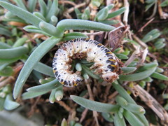 Cimbex quadrimaculatus