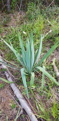 Yucca cernua