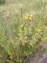 Oenothera rubricaulis