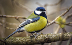 Great Tit photo 2