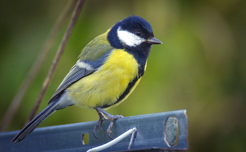 Foto de Great Tit