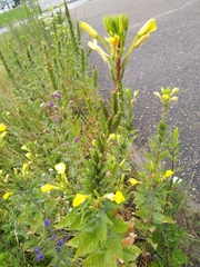 Oenothera rubricaulis