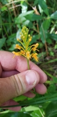 Platanthera chapmanii