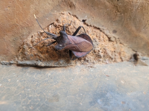 Daladeropsis africana