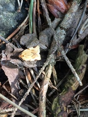 Paramesia gnomana