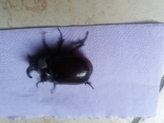 Oryctes nasicornis corniculatus