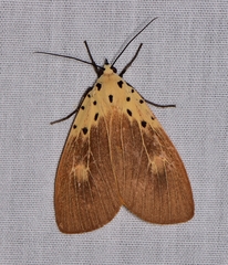 Asota iodamia
