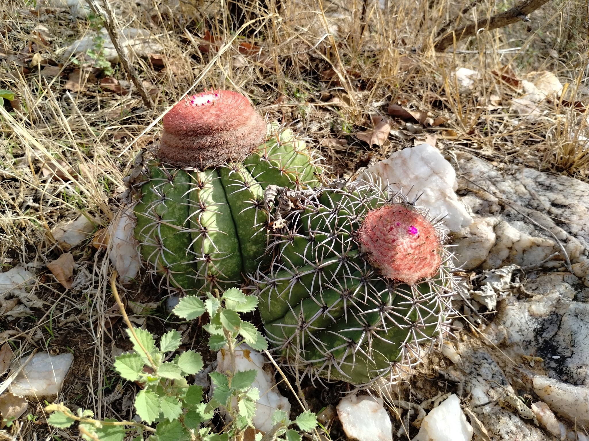 Melocactus zehntneri
