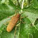 Poplar Borer - Photo (c) pfadfinder, some rights reserved (CC BY-NC), uploaded by pfadfinder