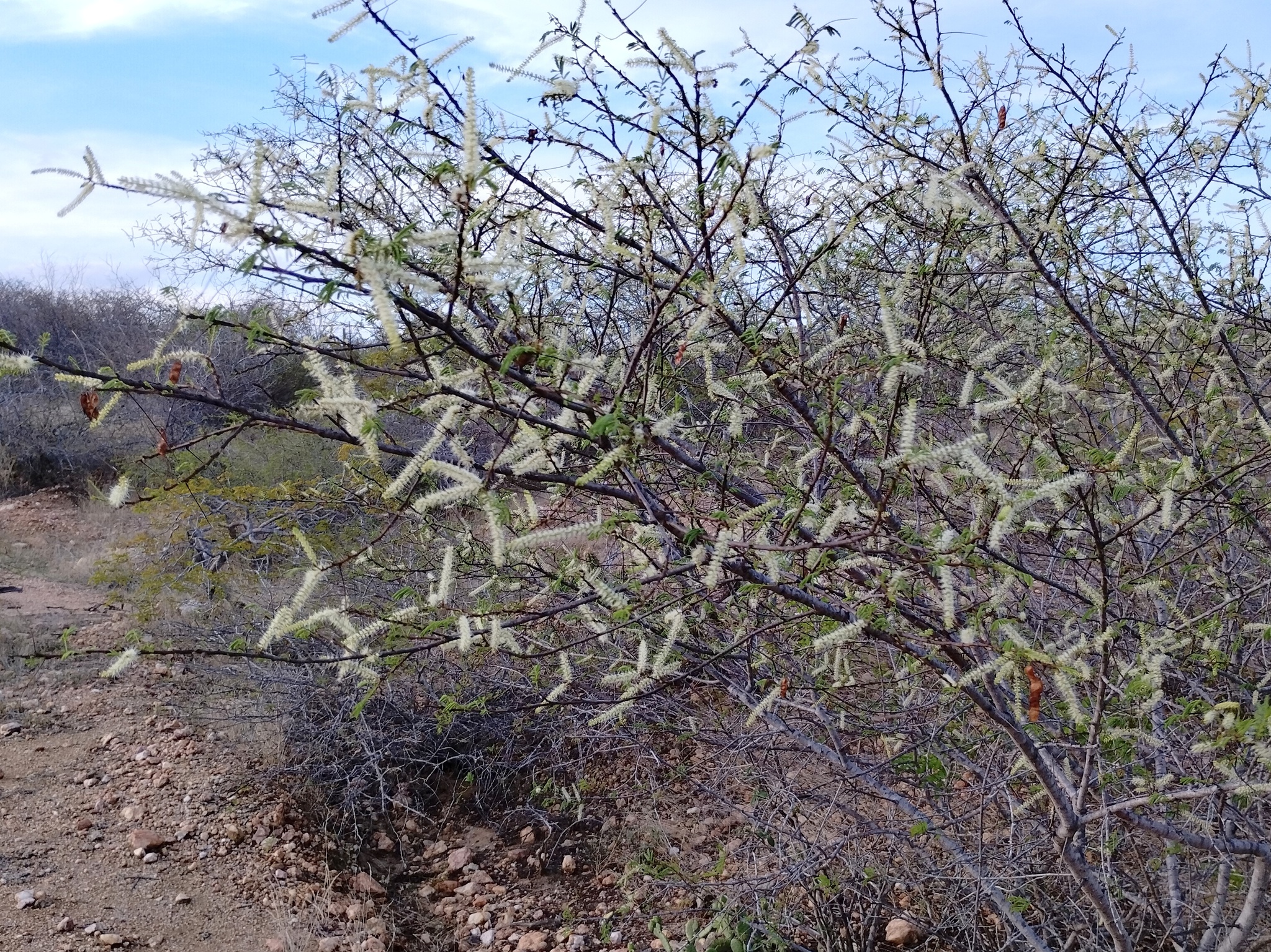 Mimosa tenuiflora