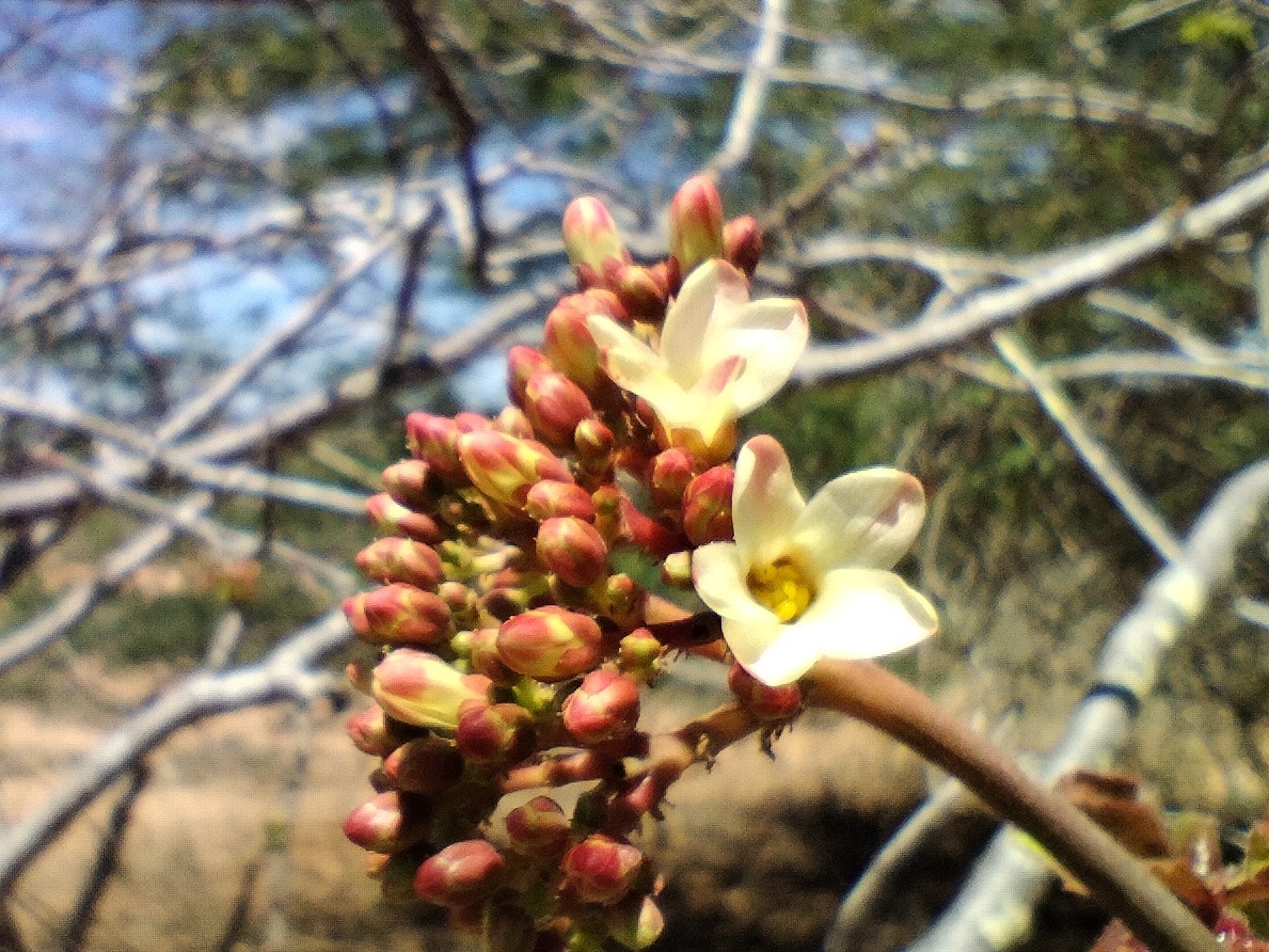 Jatropha mollissima