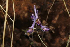 Delphinium peregrinum