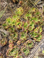 Sempervivum heuffelii