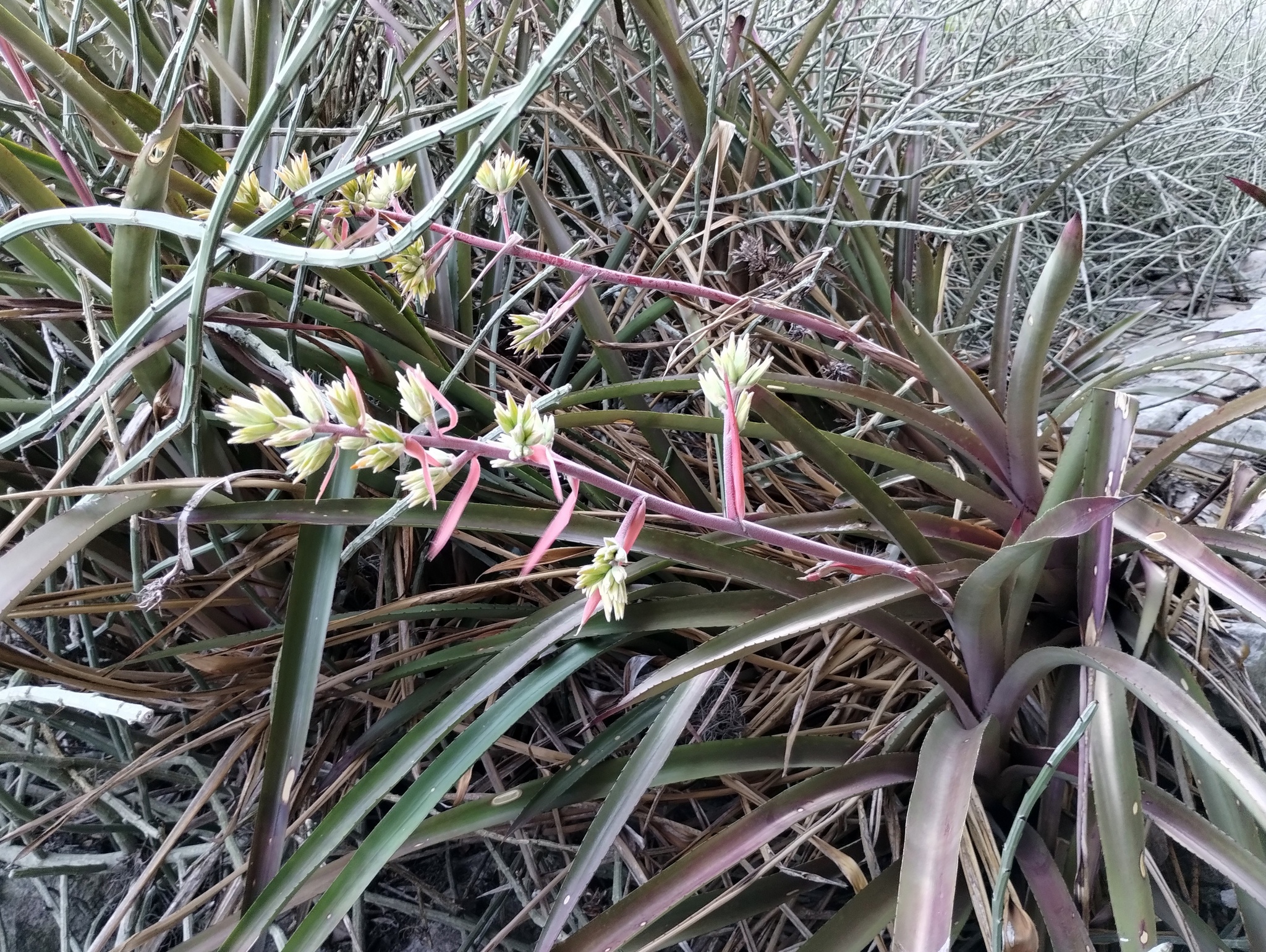 Aechmea emmerichiae