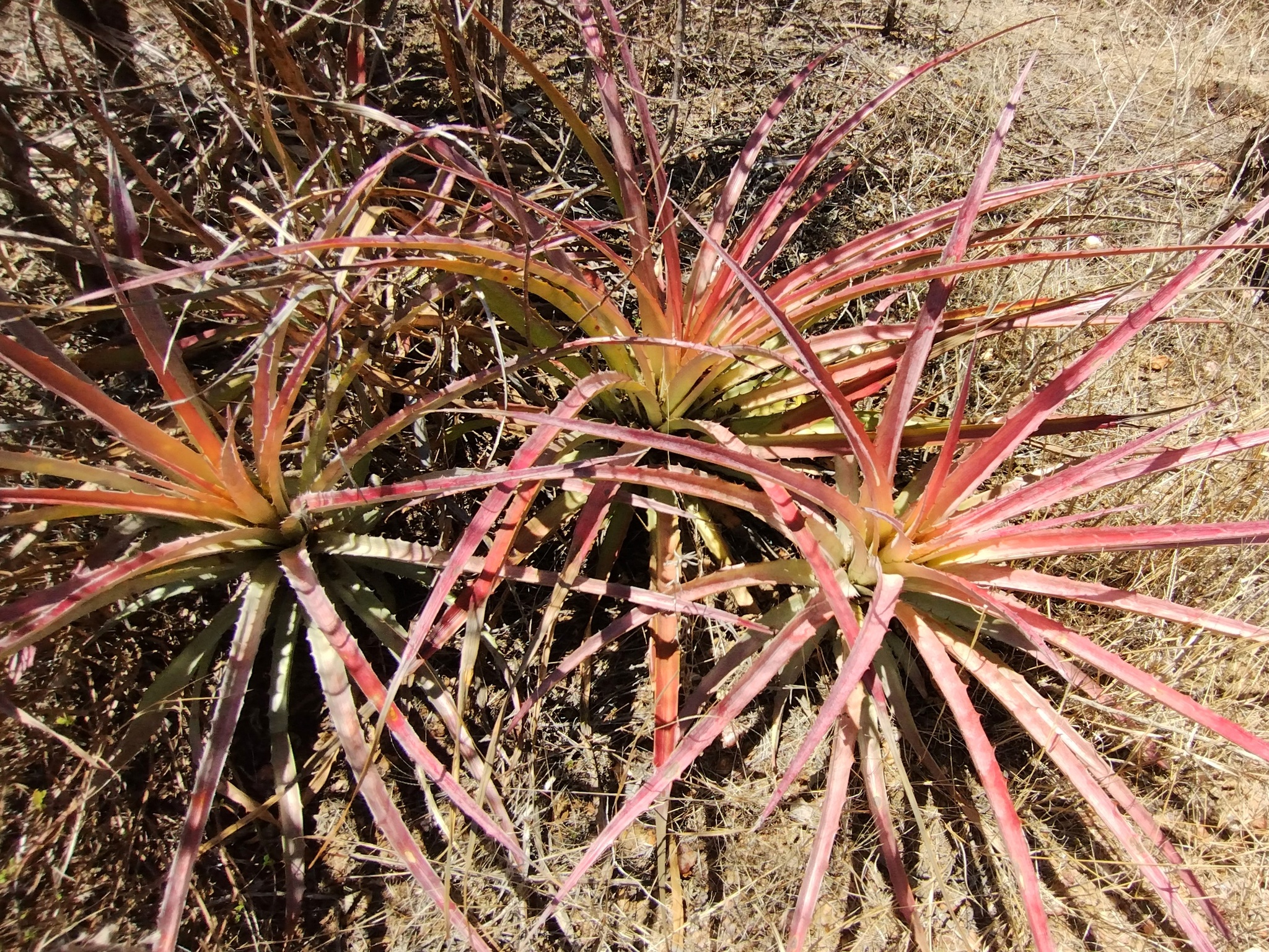Bromelia arenaria