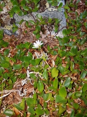 Cerastium alpinum