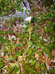 Cerastium alpinum