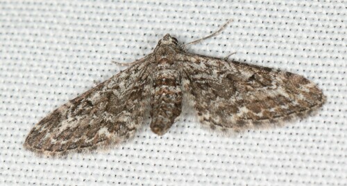 Narrow-winged Pug, Ede, Nederland, photo 7 of 10