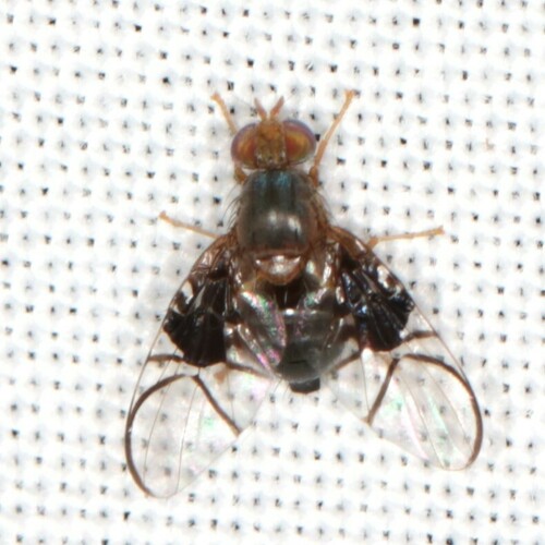 Spectacled Berry Fly, Ede, Nederland, photo 10 of 10