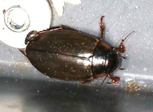 large-grooved diving beetle, Ede, Nederland, photo 7 of 10