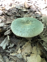Virescentinae