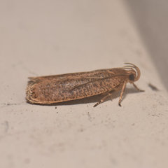 Psilocorsis quercicella